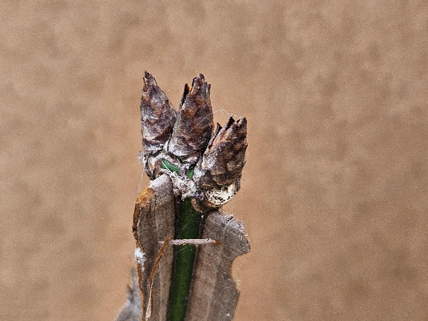 화살나무 겨울눈