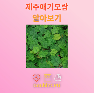 제주애기모람 꽃말 및 탐구