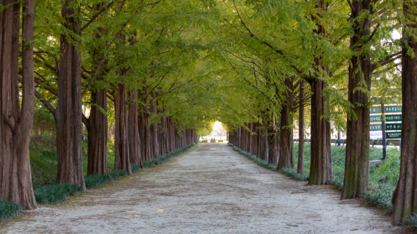 2025년 4월 국내 여행지 추천! 봄꽃과 함께 떠나는 최고의 여행지
