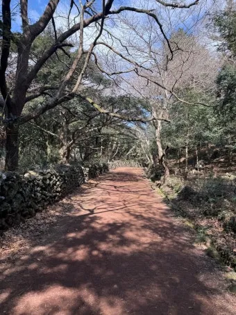 제주 비자림 숲속 산책로 여름 피서지 추천 장소_19