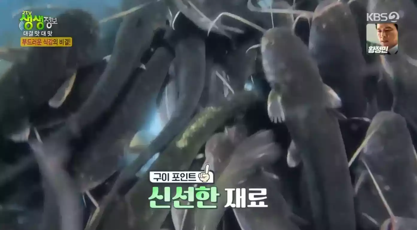 메기