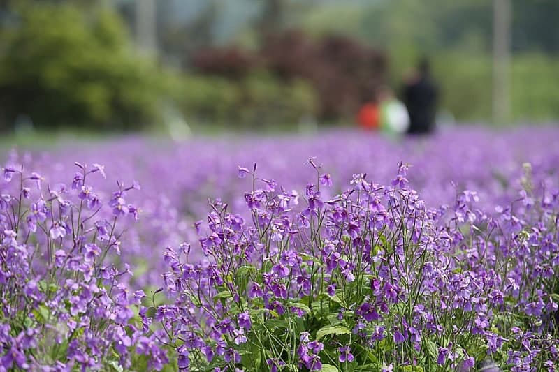 강화도 청유채꽃 ❘ 보라빛 유채꽃의 향연! 인천 근교 봄 여행 추천 ❘ 개화 시기 &amp; 꿀팁 안내