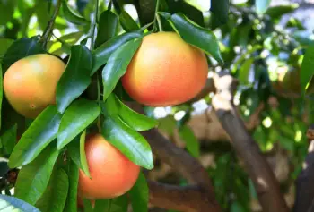 글루타치온이 많이 들어있는 음식 BEST 10