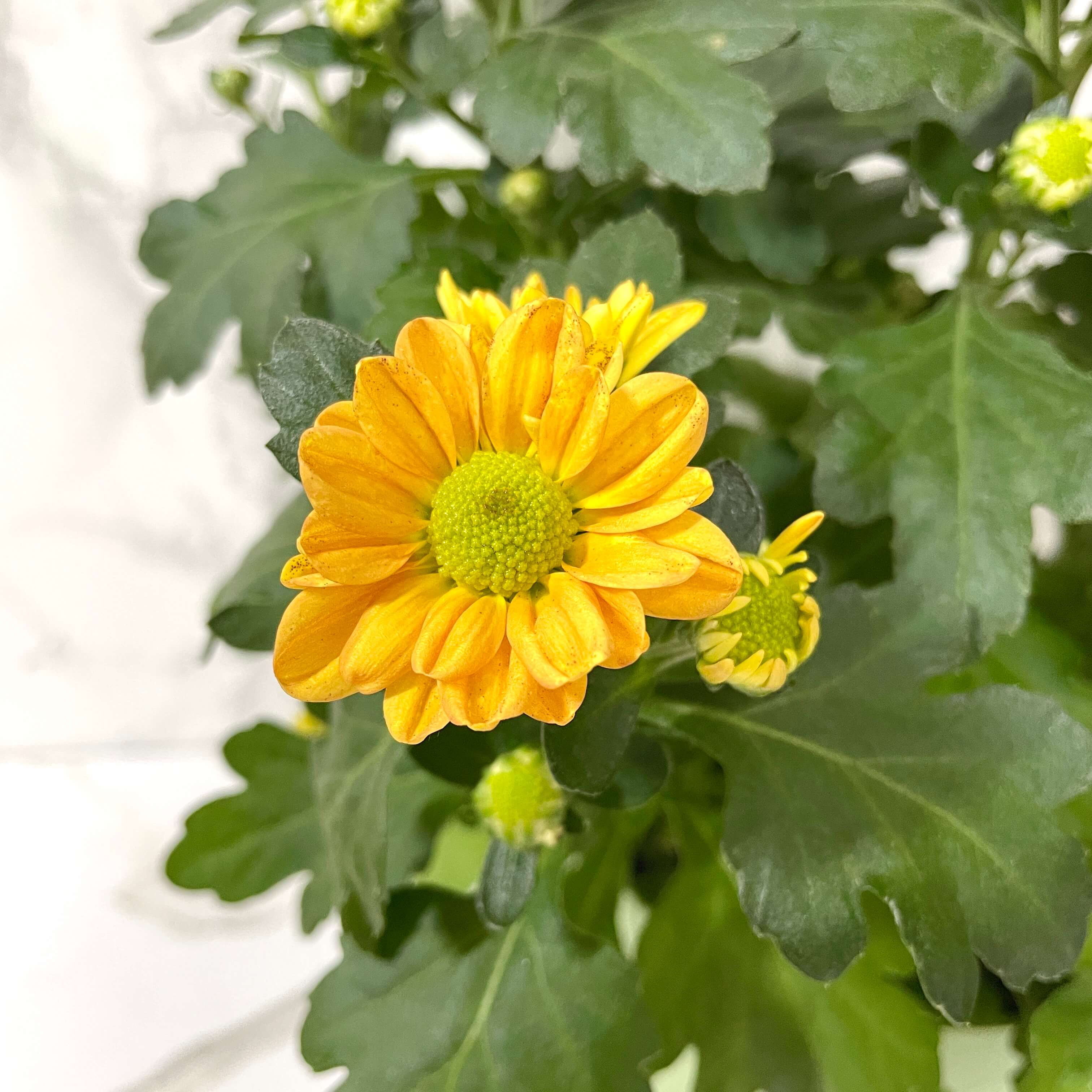 식물 판매 사이트 심폴