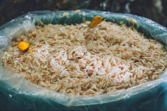 전현무계획-홍성-중앙토굴새우젓