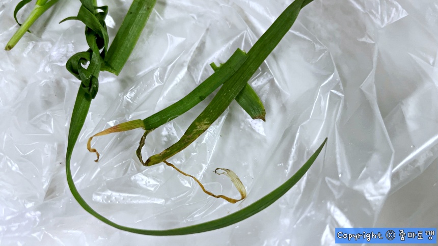 상한것-골라내기