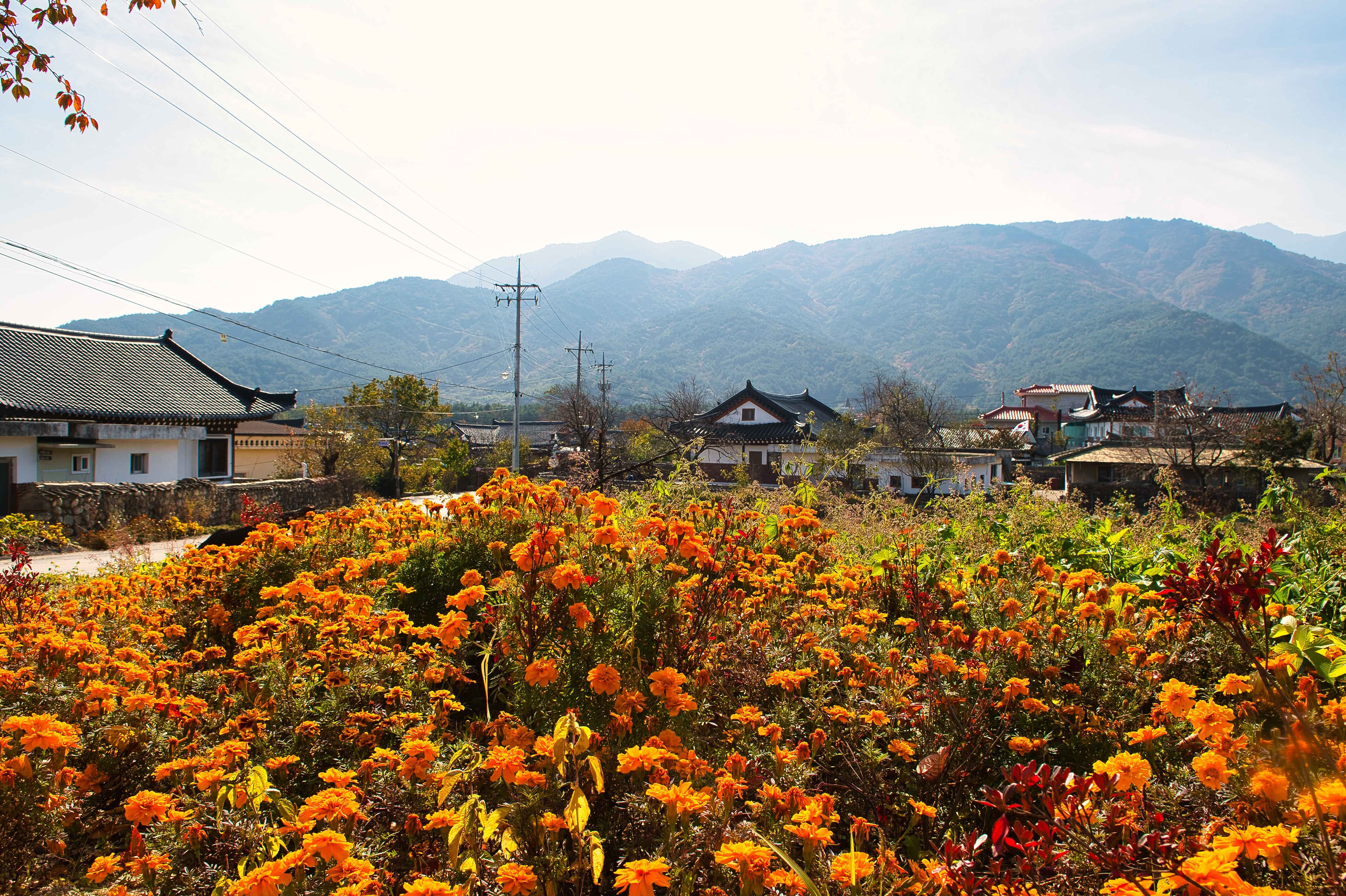속초-가볼만한곳-추천-상도문-돌담마을