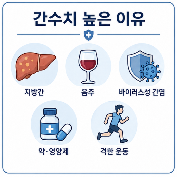 지방간, 음주, 바이러스성 간염, 약과 영양제, 격한 운동 등 간수치가 높아지는 원인