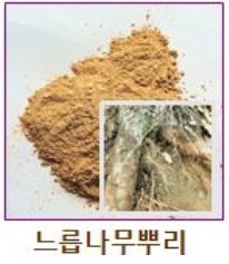 느릅나무 뿌리 사진