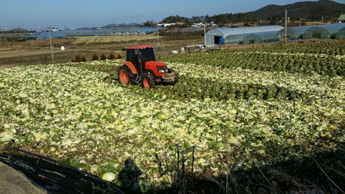 해남배추와 절임배추의 매력