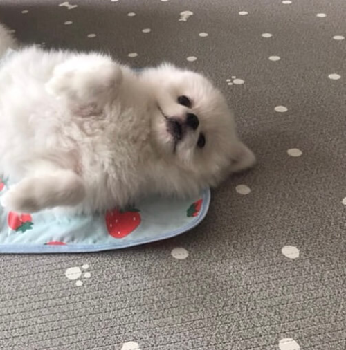 쿨매트에서_자는_강아지