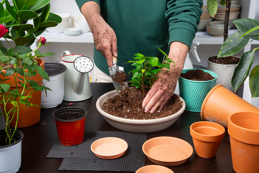 식물 분갈이 중