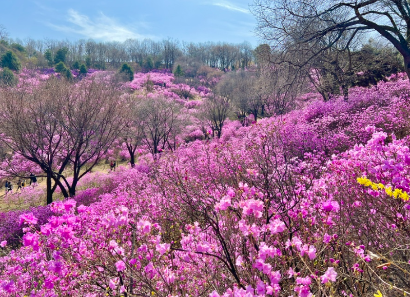 진달래꽃 여행