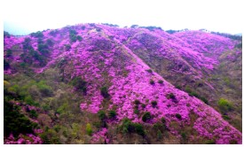 고려산 진달래 축제