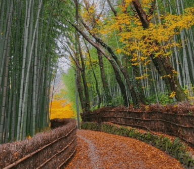 가을여행 단풍 기차여행 추천