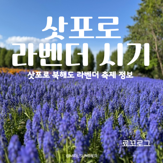삿포로 북해도 라벤더 축제 시기 추천 명소