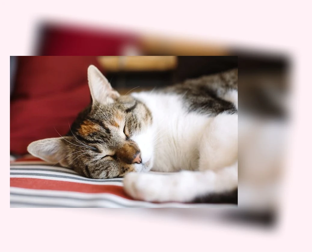 고양이 수면_2_subsection