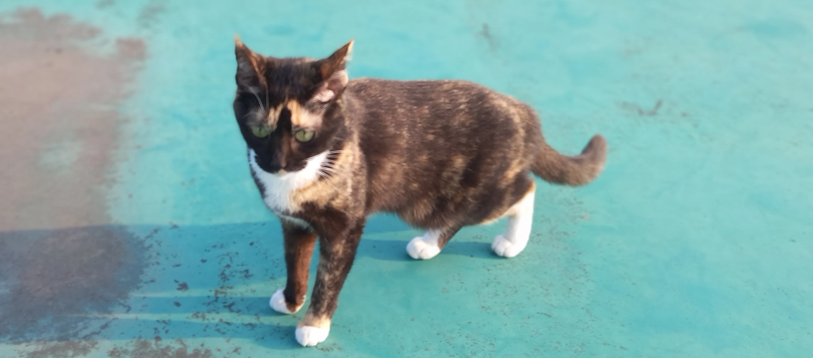 중성화 수술 안 한 고양이 사진입니다