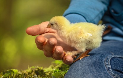 조류인플루엔자