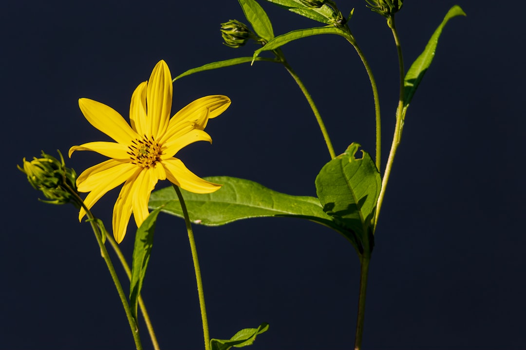 Jerusalem artichoke