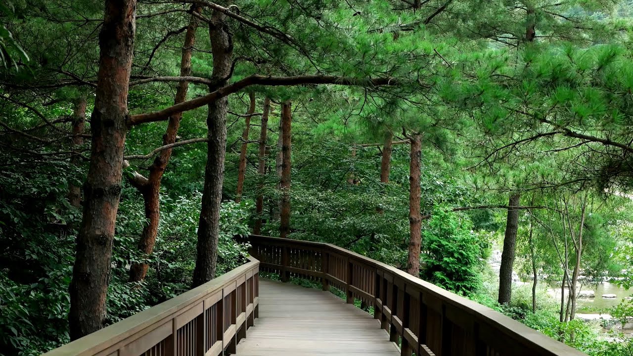 강릉솔향수목원 산책길