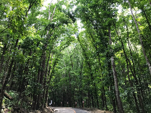 보홀 여행 추천 보홀 맨 메이드 포레스트