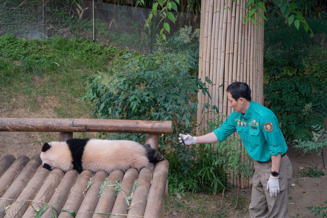 에버랜드 판다월드 판다