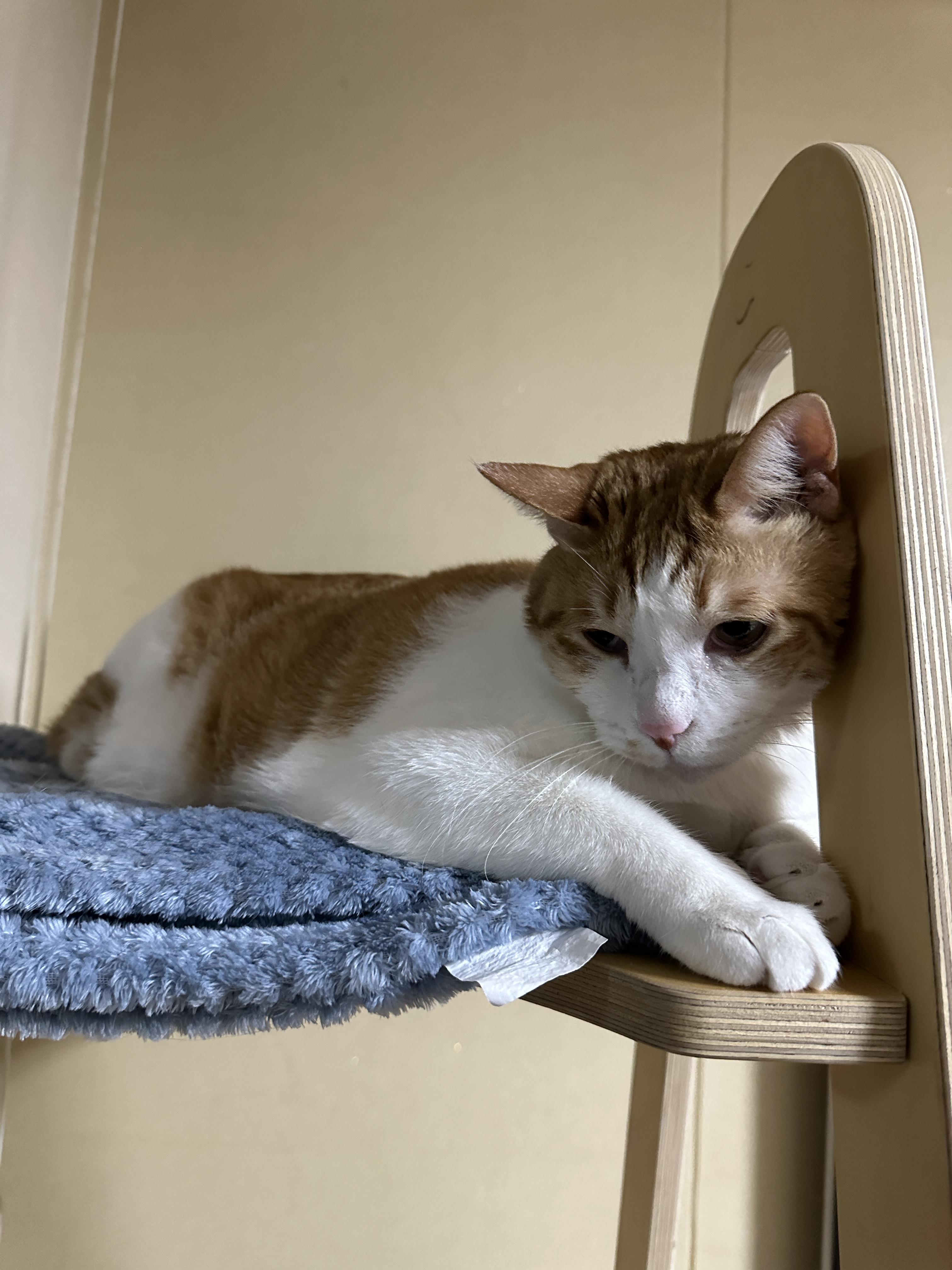 뽀송뽀송 세탁한 담요 좋아하는 막둥이 (feat. 깔끔쟁이 고양이들)