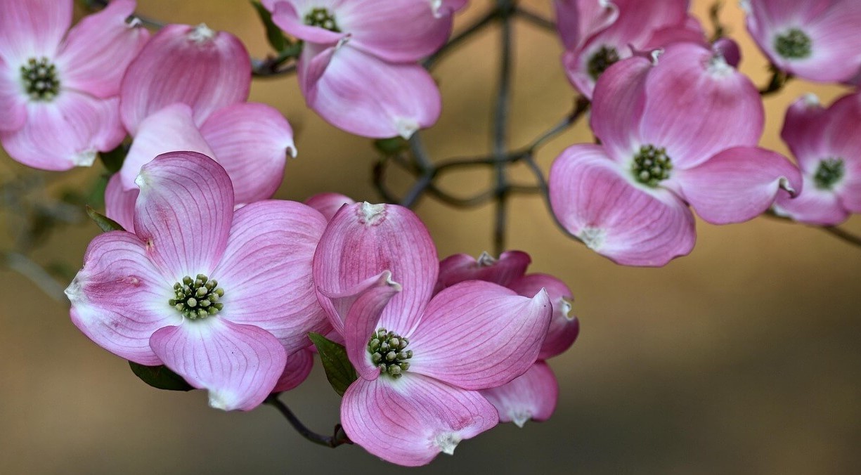 진해군항제 숙소 추천(가성비.위치.예약 꿀팁 총정리)