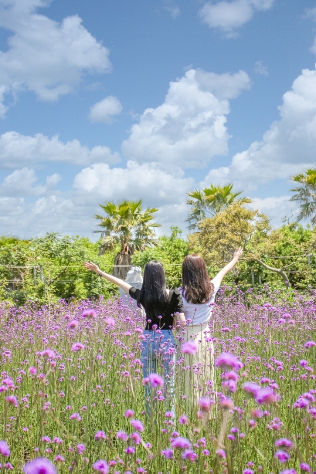 제주 비체올린 능소화축제