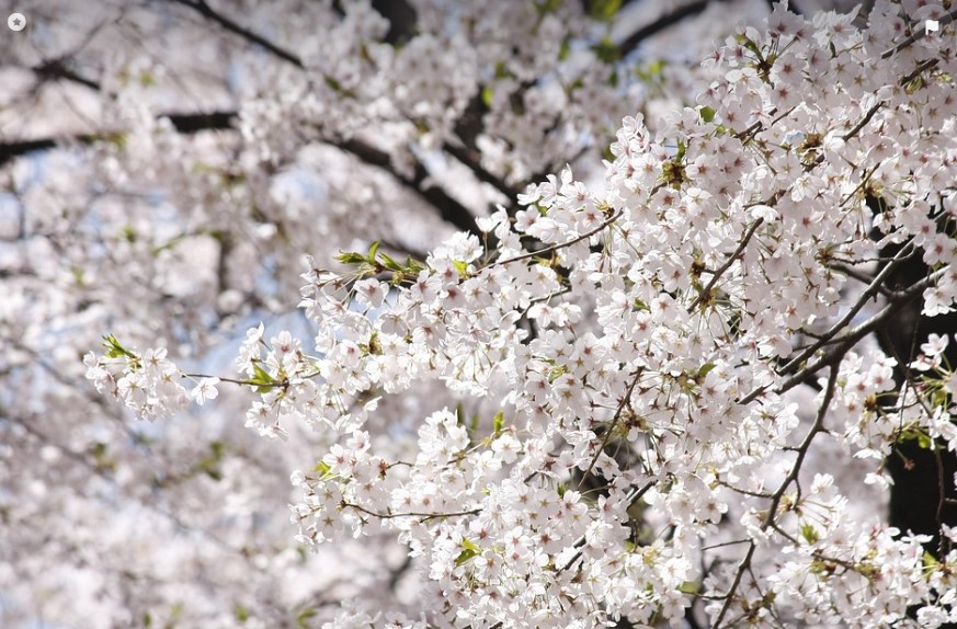 이번 주말 갈만한 경기도 벚꽃운동 코스