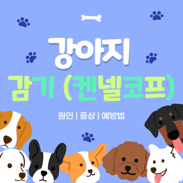 강아지_감기