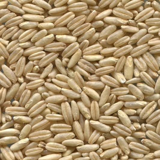 식물성 단백질 식품