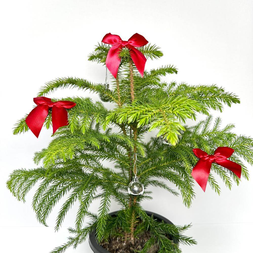 아라우카리아 키우기 크리스마스 트리