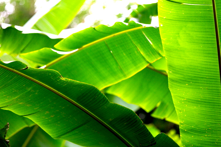 바나바잎