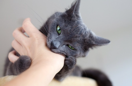 사람의 손에 물어뜯기는 고양이.