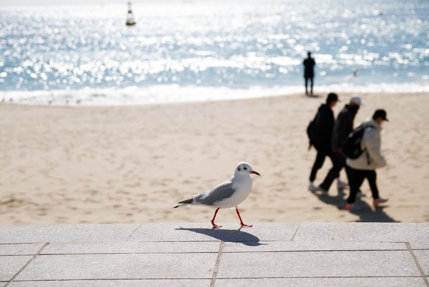 부산 광안리 겨울 바다 관련 사진