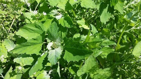 명아주 효능 11가지 및 부작용과 먹는 법