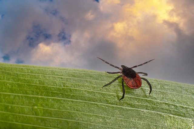 쯔쯔가무시병 쓰쓰가무시병증상 유행성출혈열