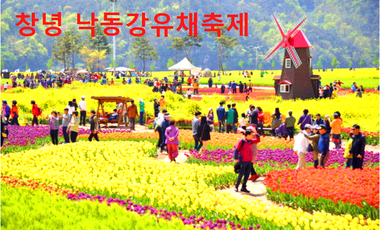 창녕 낙동강유채축제