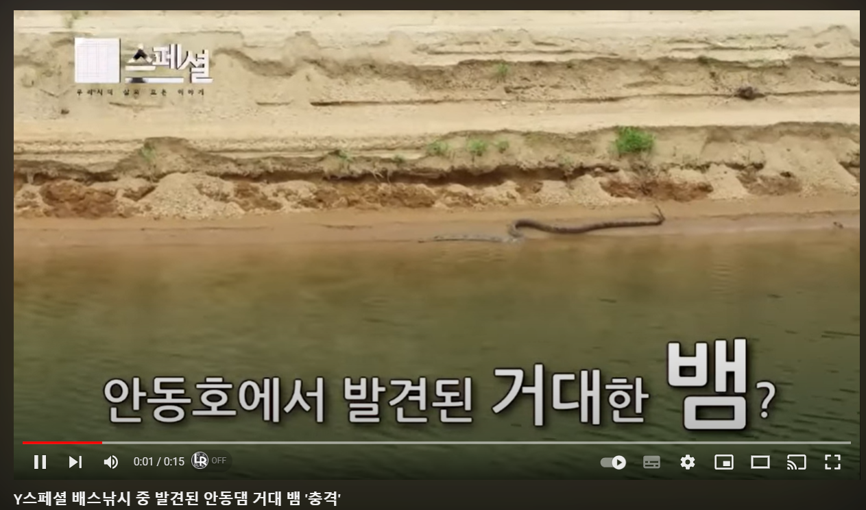 안동댐 영물 구렁이