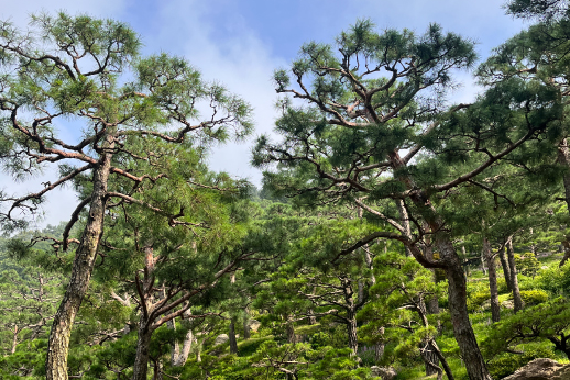 화담숲 예약, 모노레일 예약 (온라인 간편예약)