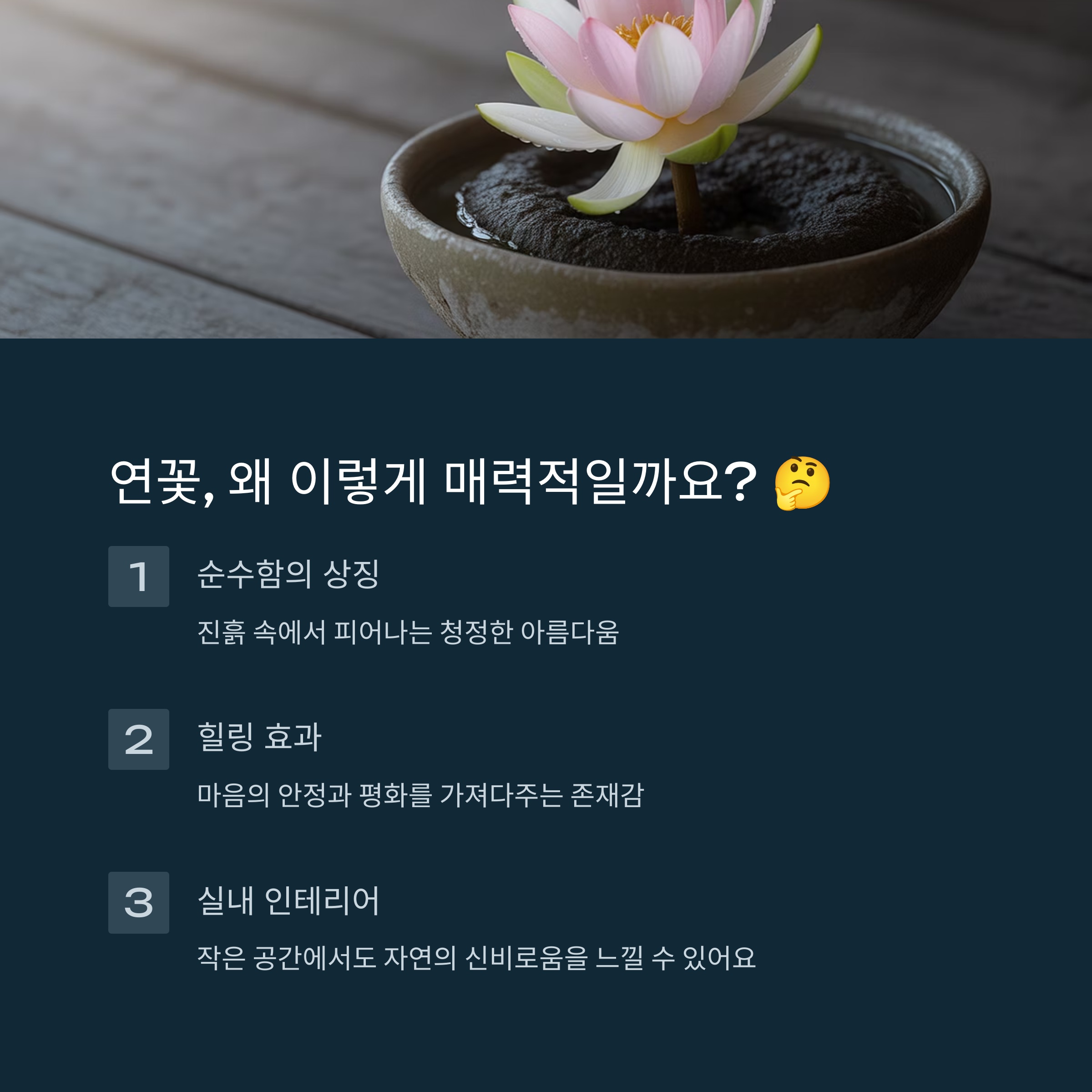 연꽃, 왜 이렇게 매력적일까요?