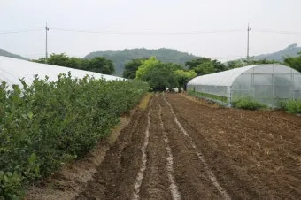 들깨 재배 직파 재배 병충해 관리 질소 과다 주의_9