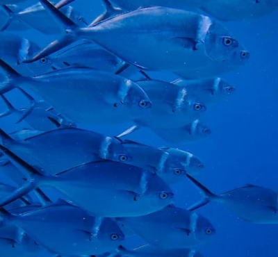 명태 이름 종류