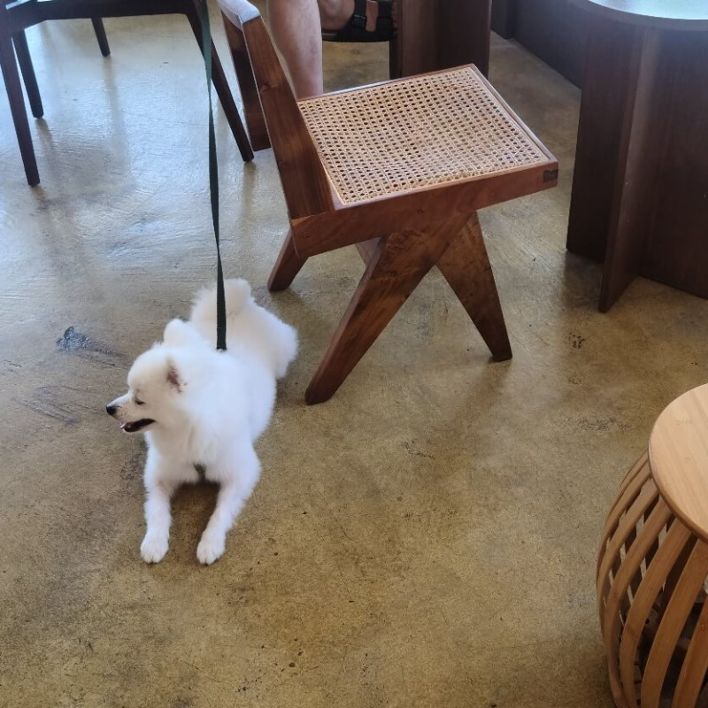 제주도 애견 동반 카페