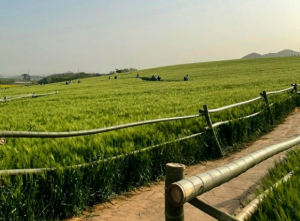 꼭 가야하는 축제 BEST 5곳