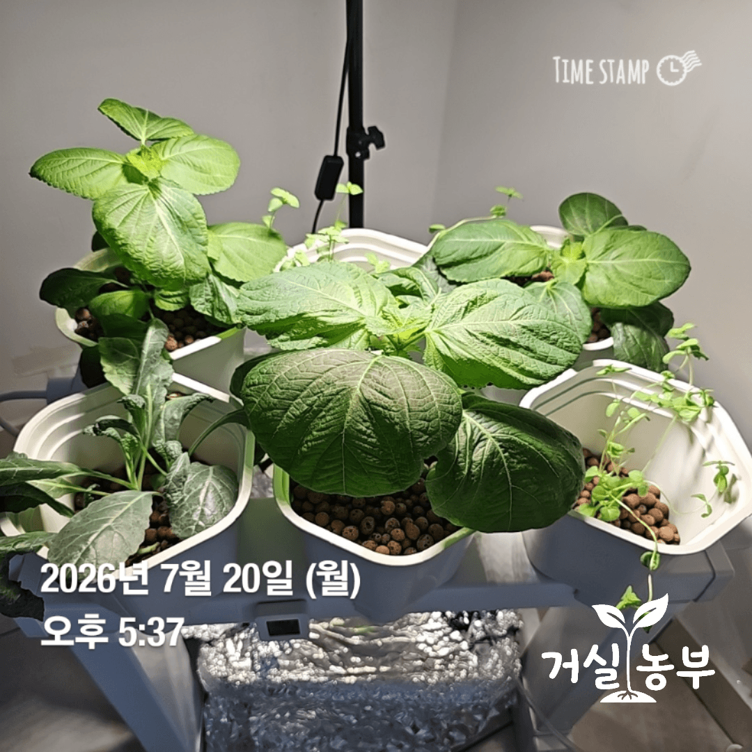 실내 수경재배기에서 자라고 있는 깻잎