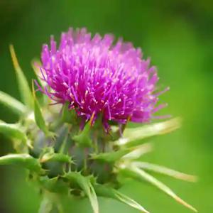 실리마린의 주요 효능