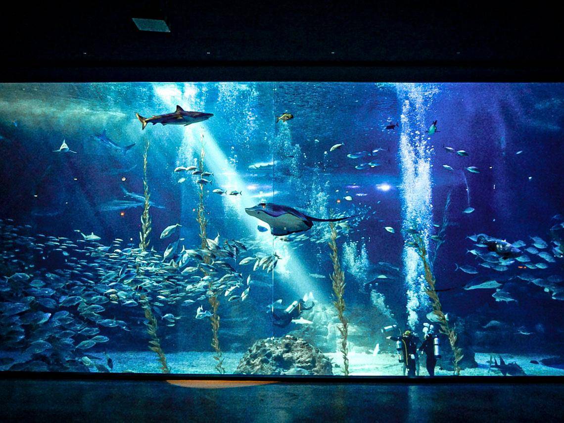 제주 아쿠아플라넷